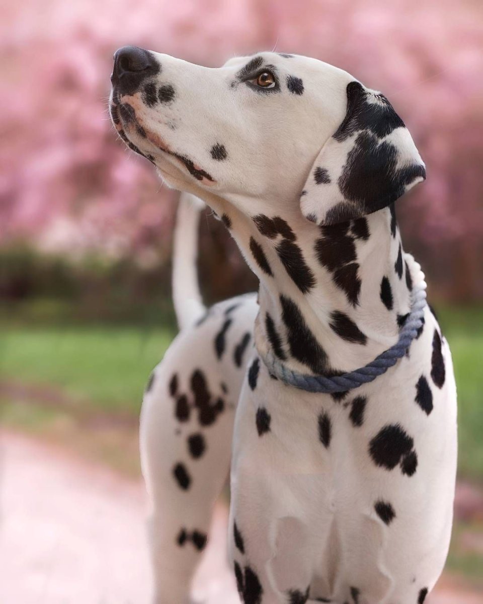 Королевский дог Далматин