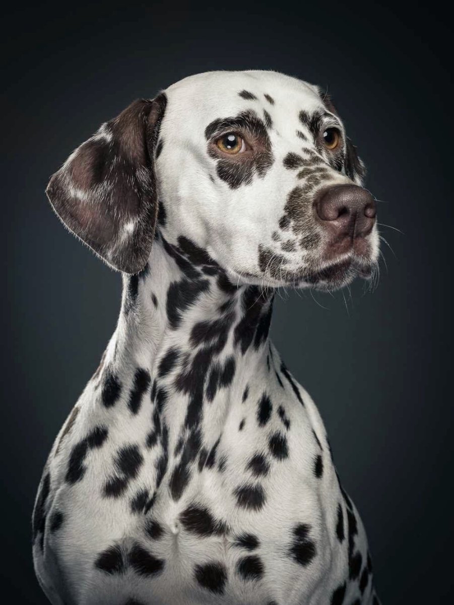 Собака далматинец