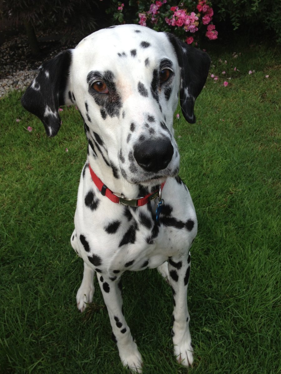 Мраморный дог и далматинец