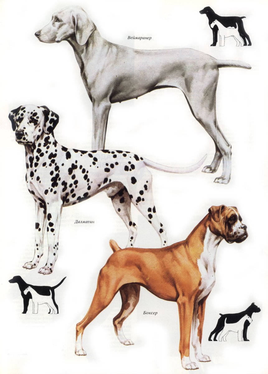 Далматинец дог Королевский