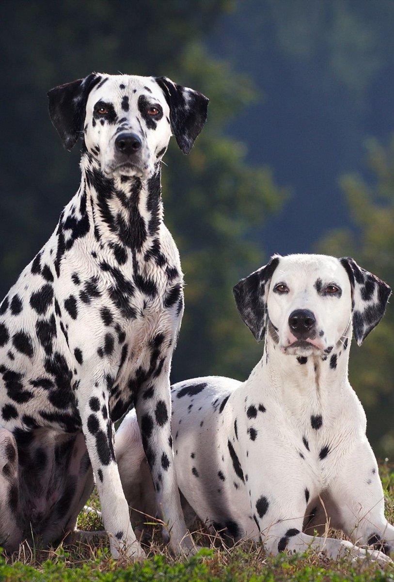 Собака далматинец