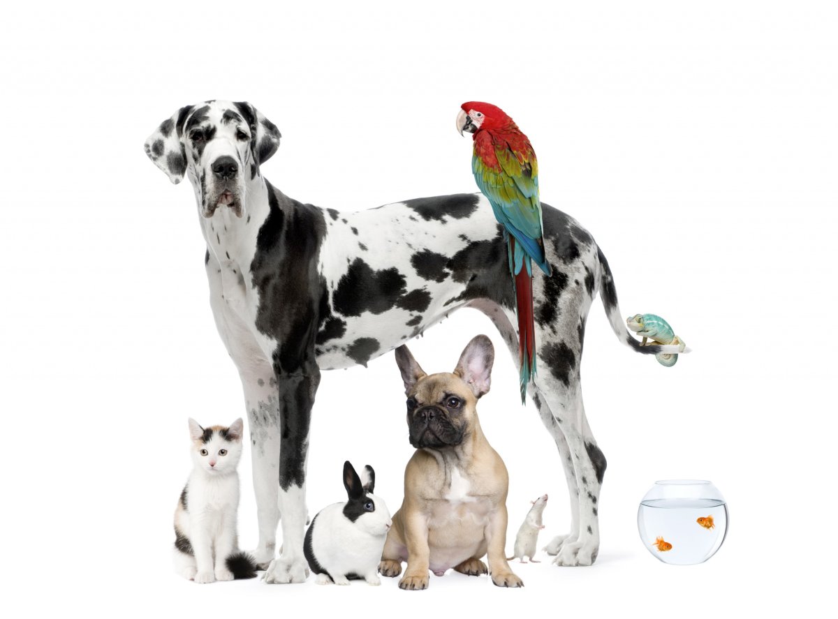 Домашние животные