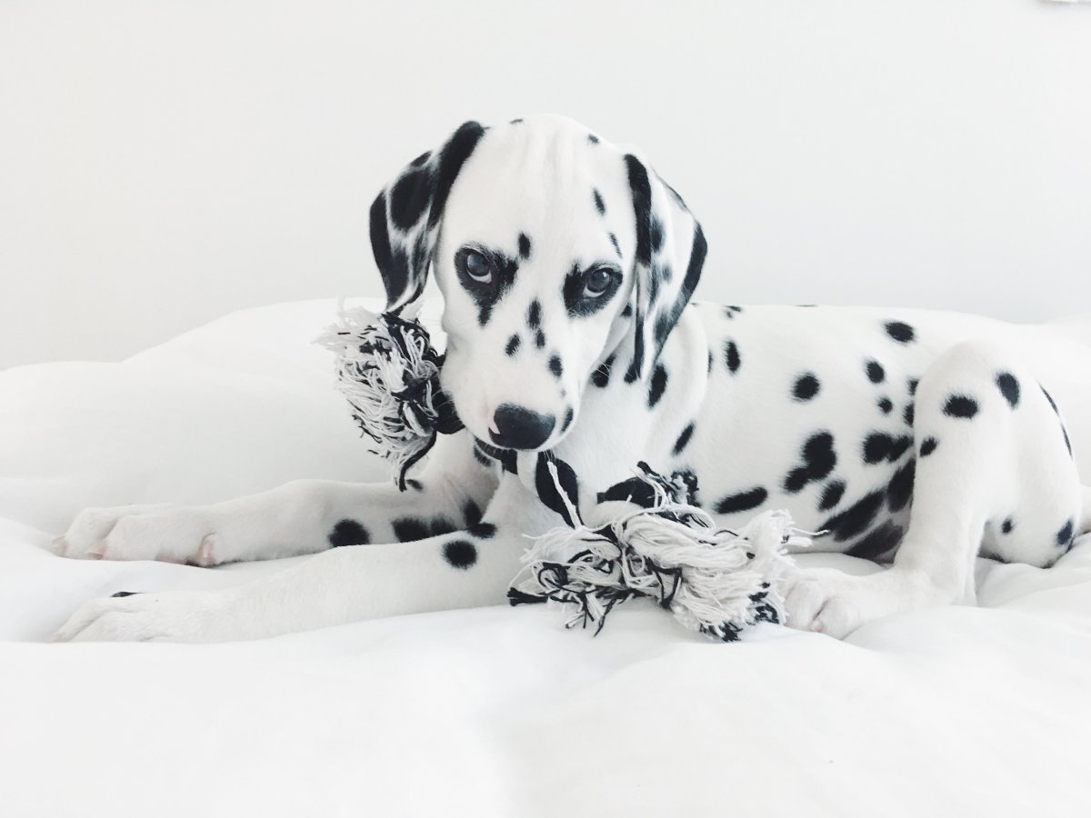 Далматинец милашка