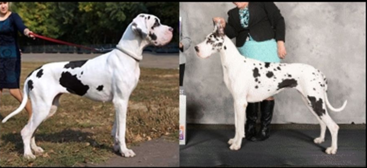 Немецкий дог американского типа