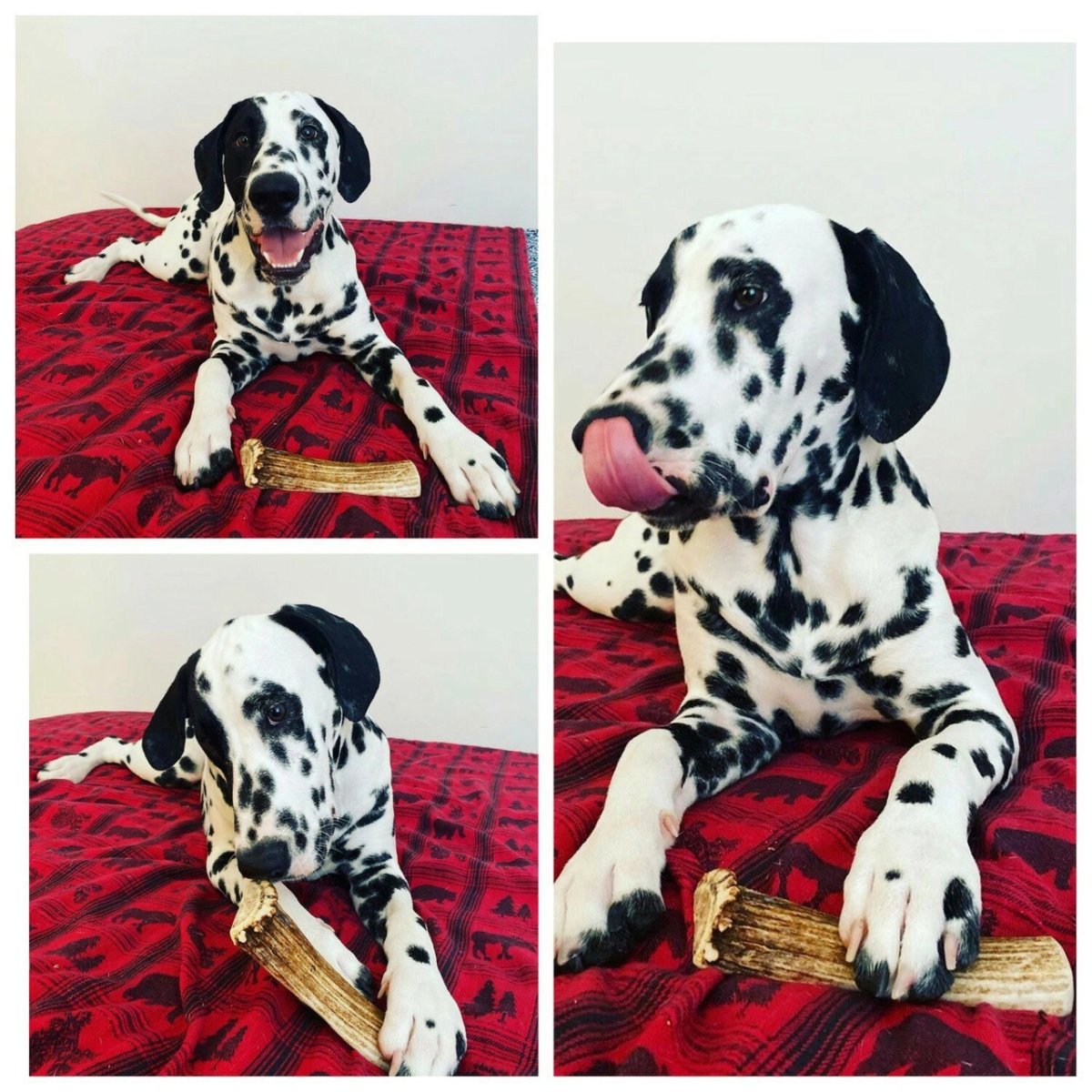 Рожки Далматин