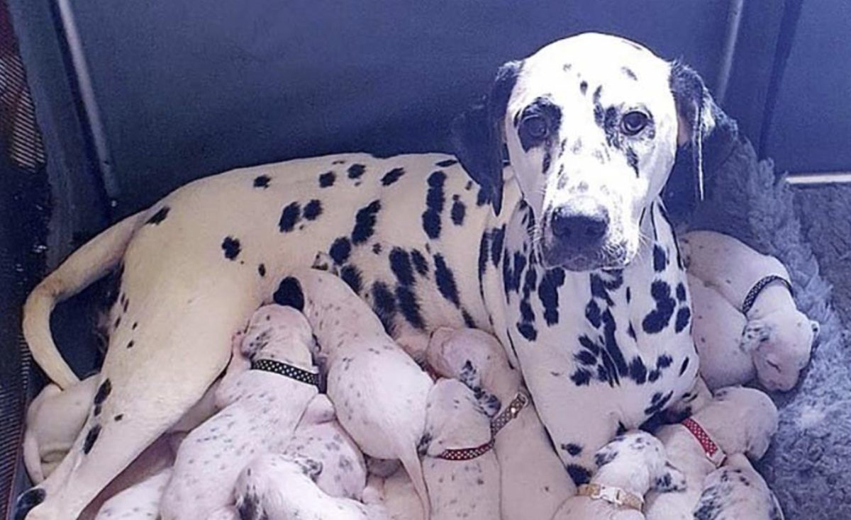 Имена для собак мальчиков далматинцев