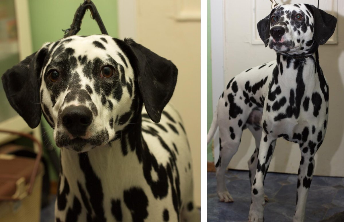 Далматинец Ричарда Грегори