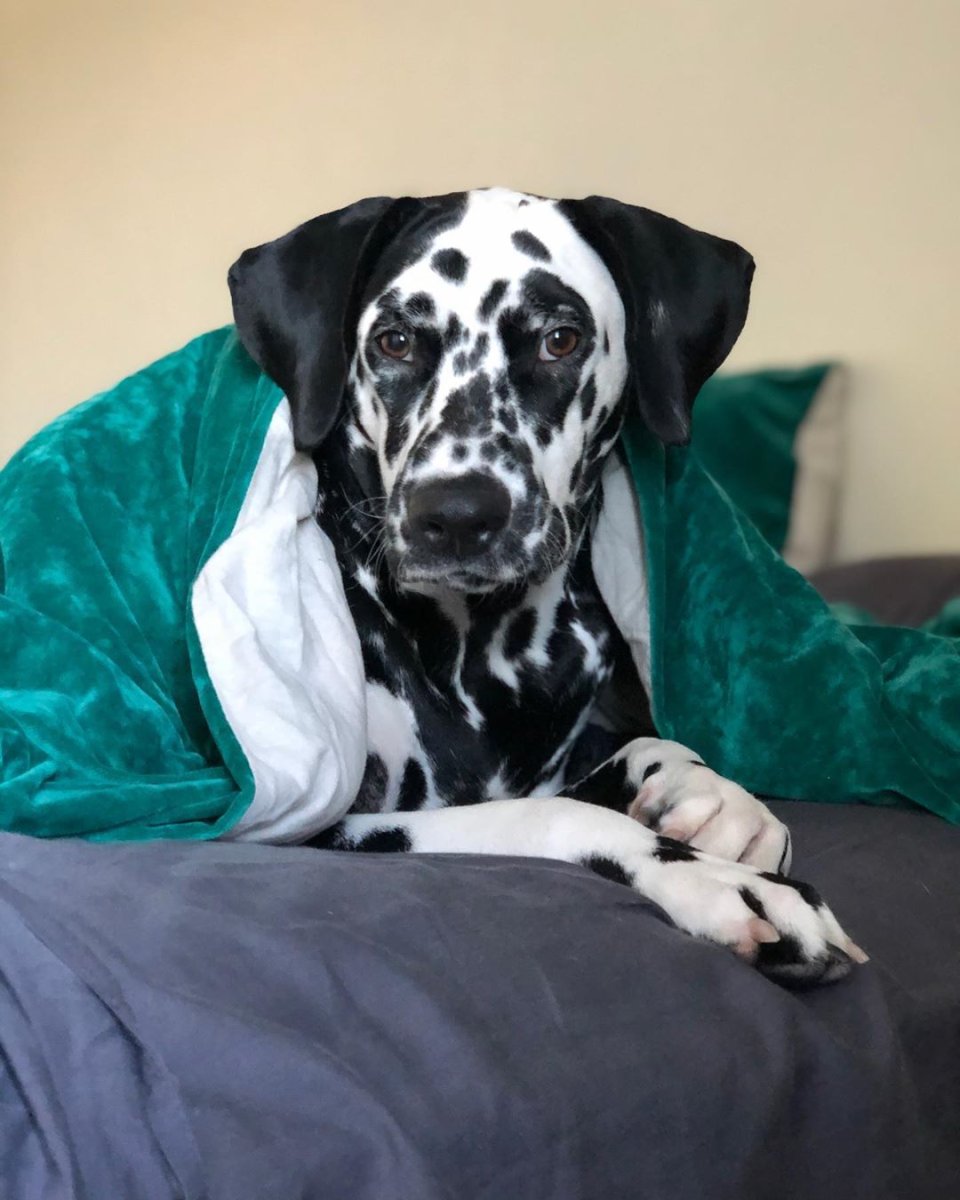 Большой далматинец дог