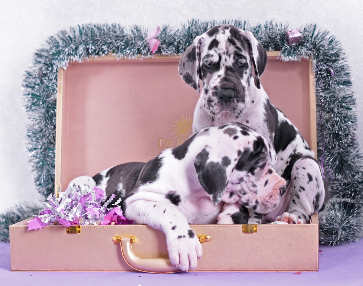 Питомниник немецких догов Натали-дог