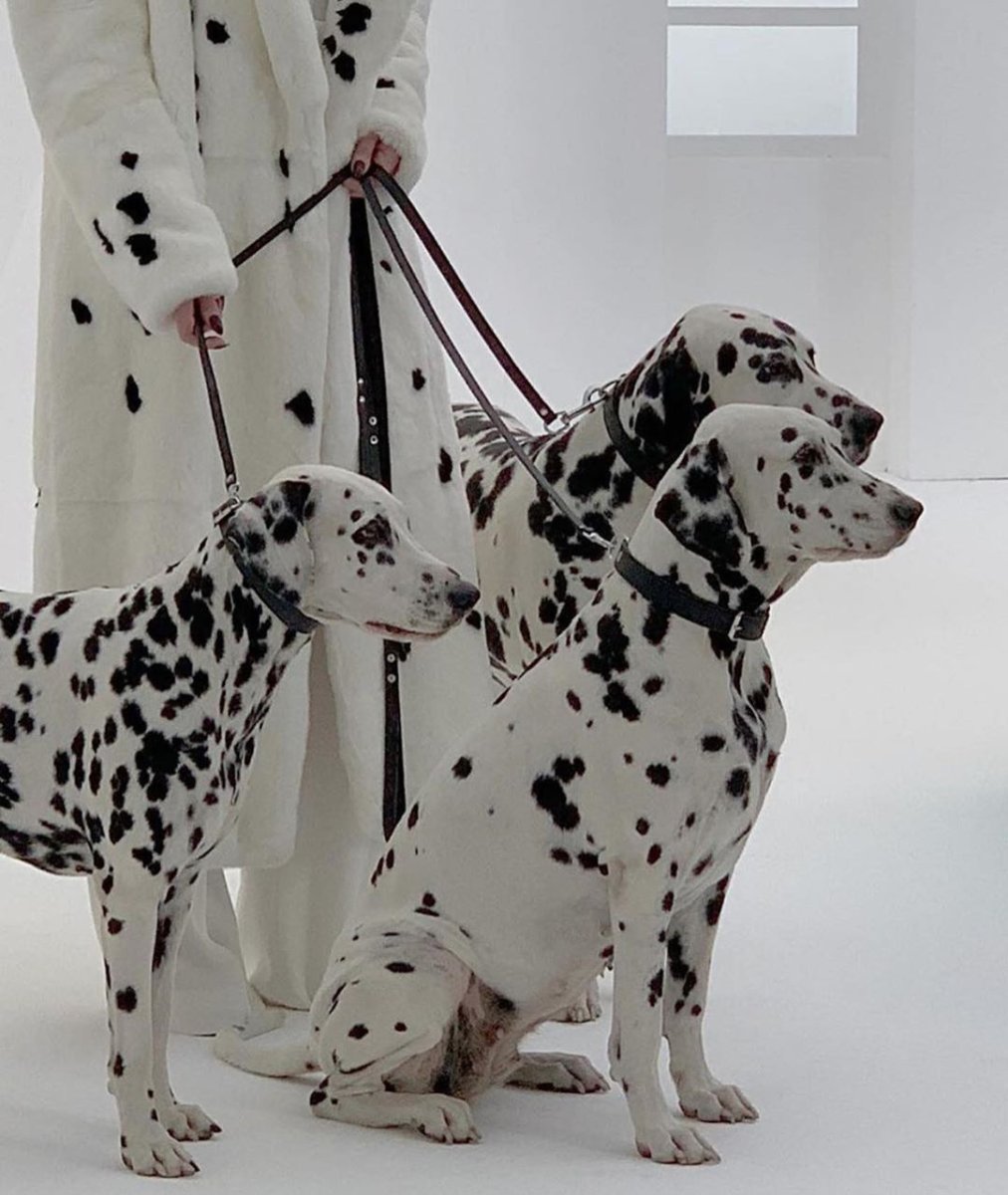 Далматин Эстетика