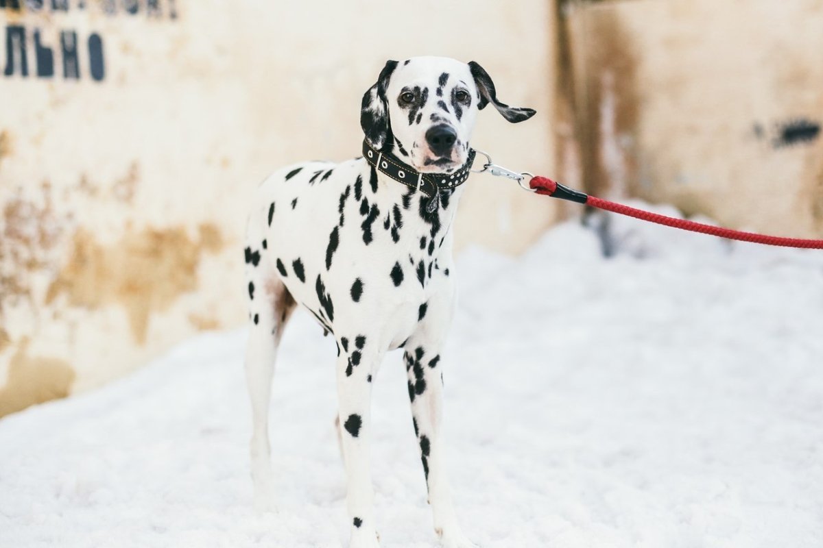 Тим Уолкер Далматин