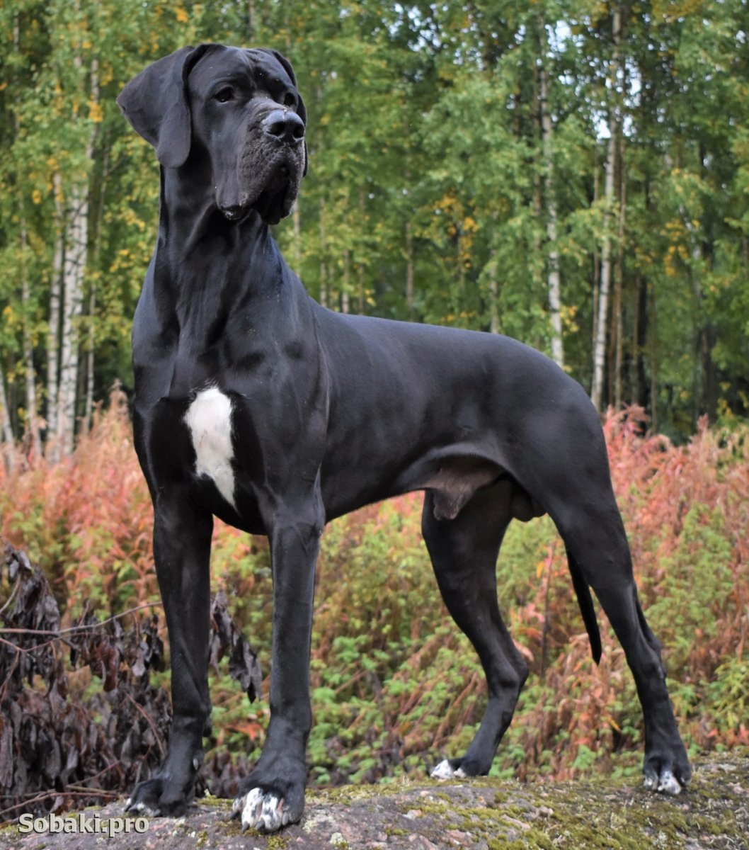 Немецкий дог долгожитель