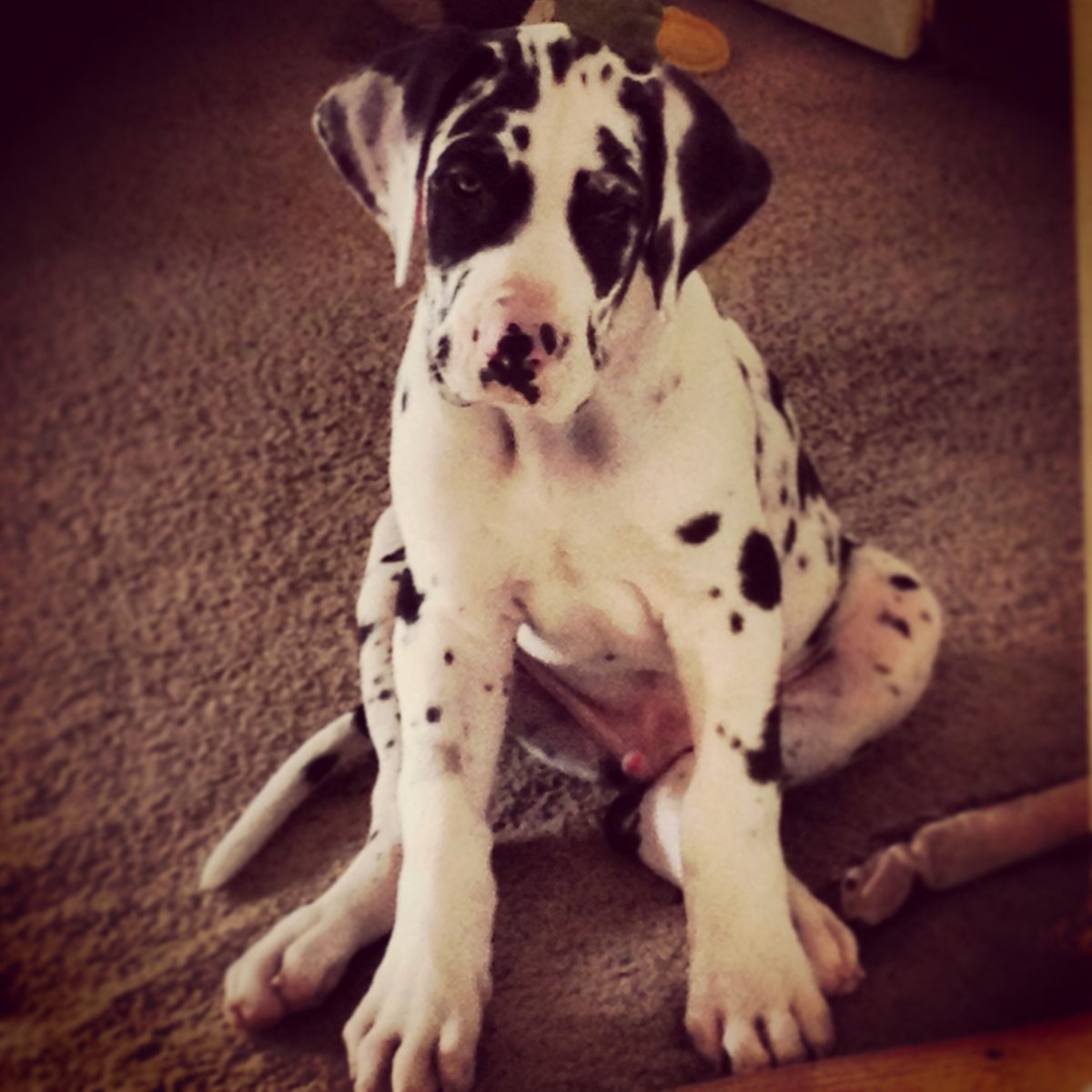 Арлекин порода собак