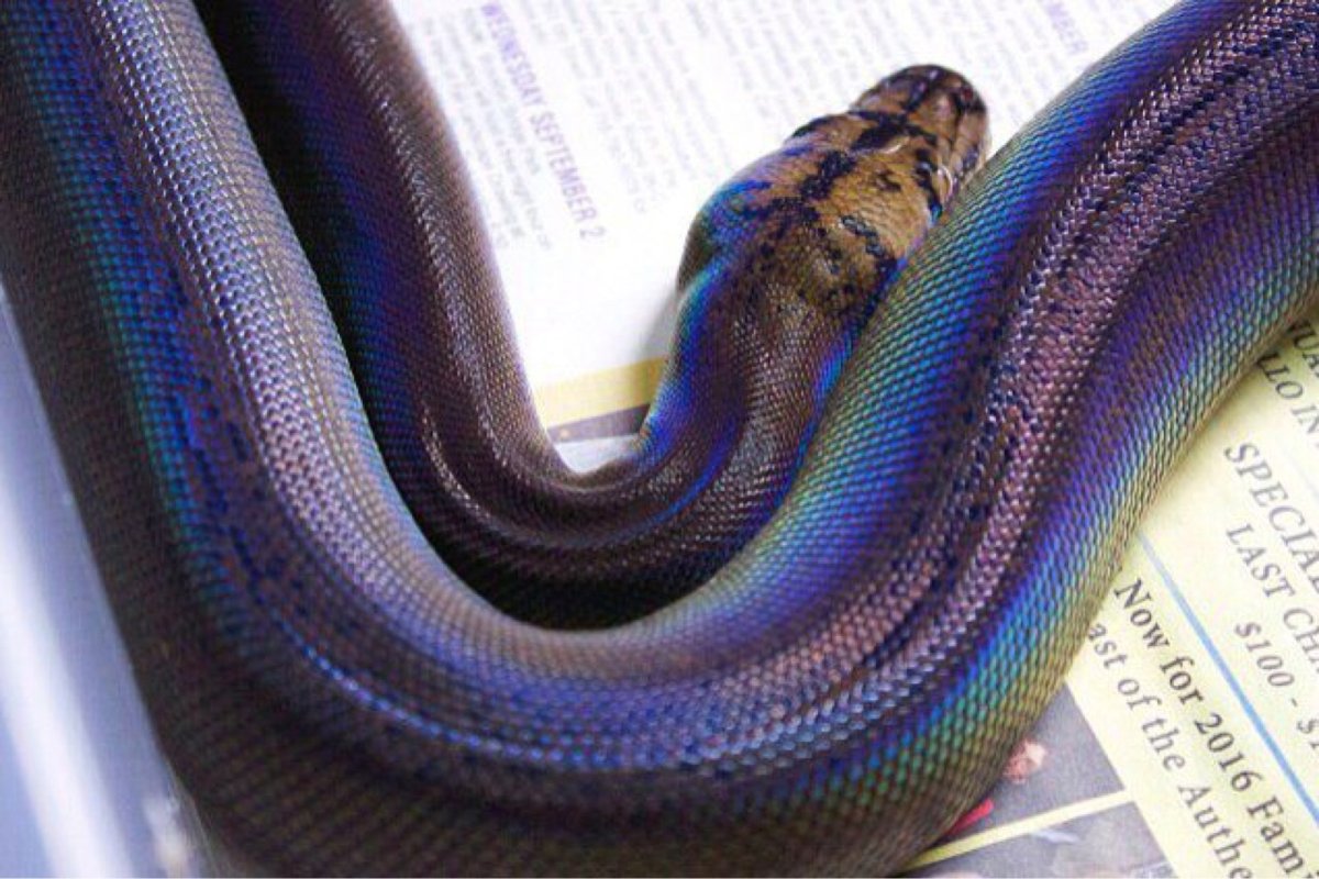 Golden child Motley питон