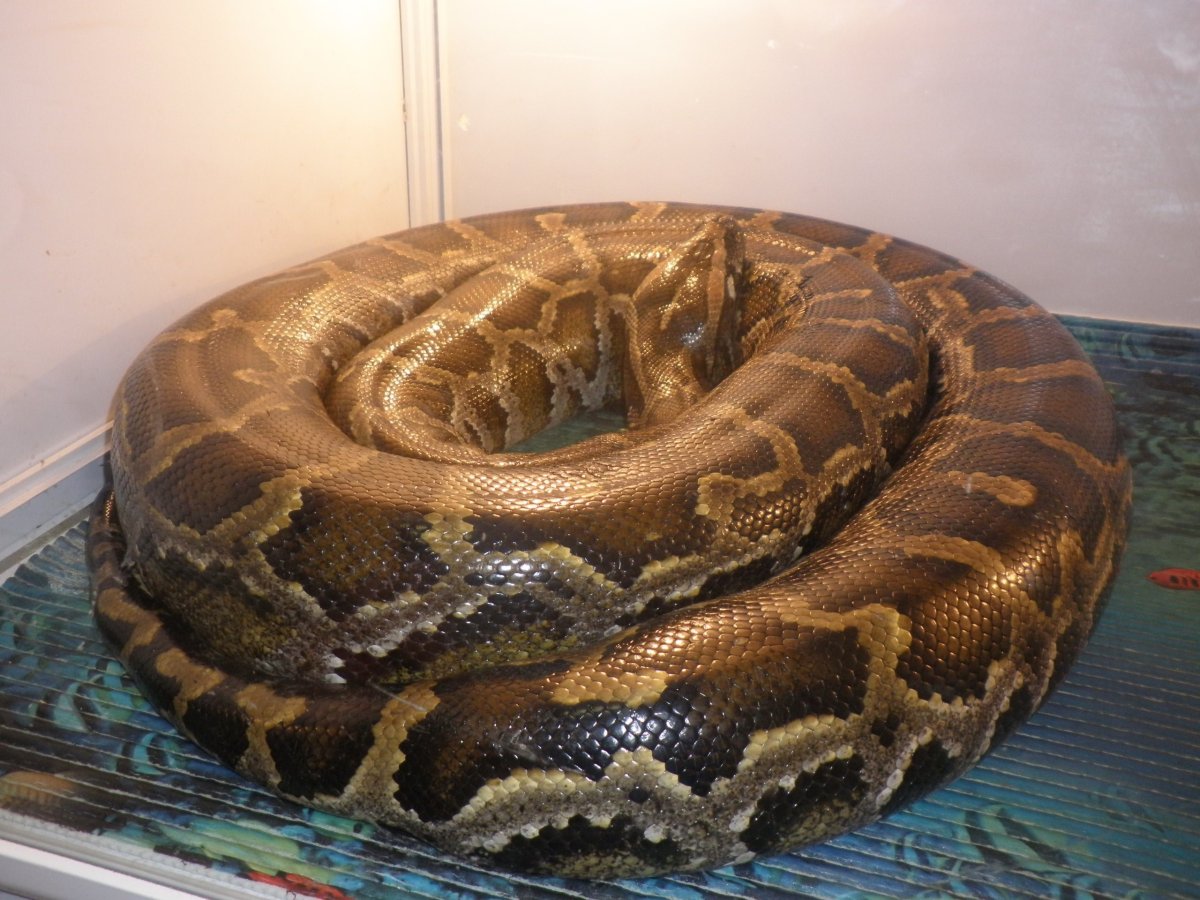 Тигровый питон желтый