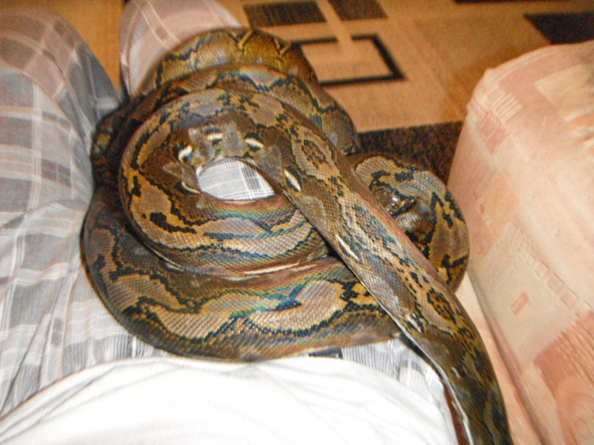Средняя стоимость сетчатого питона 35000