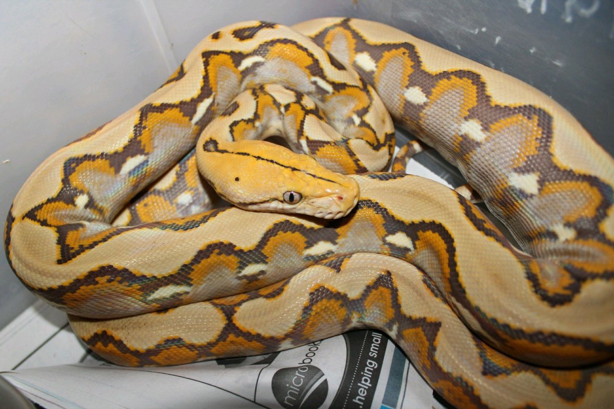 Питон дракон