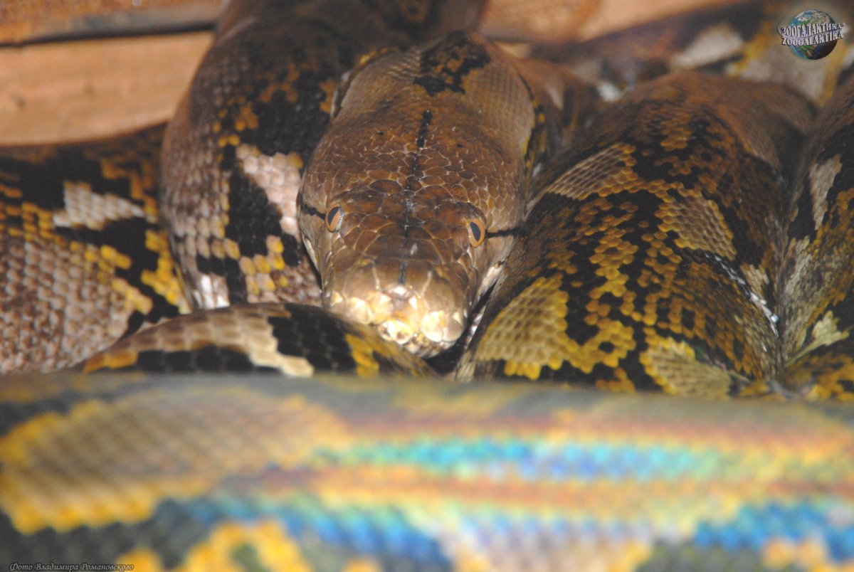 Питон сетчатый природная зона