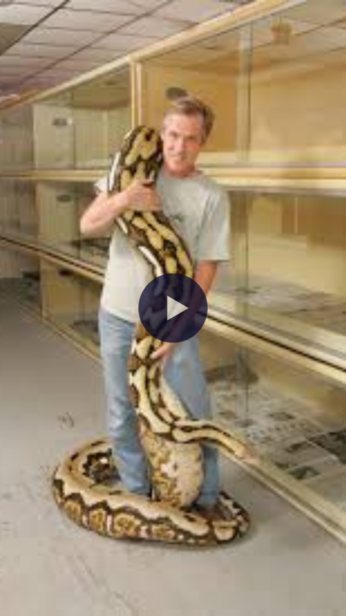 Сетчатый питон 10 метров