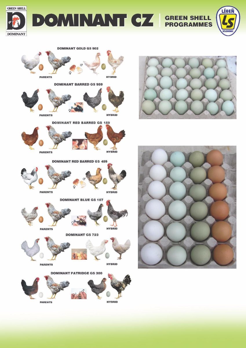 Купить инкубационные яйца пород кур. Доминант ГС 300. Доминанты цвет яиц. Породы кур несушек и цвет яиц. Куры Доминант яйца.