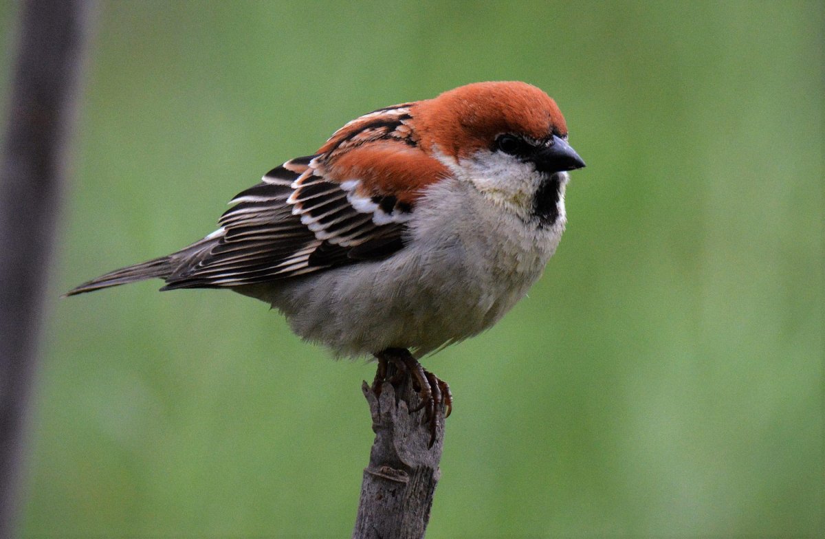 Рыжий Воробей птица