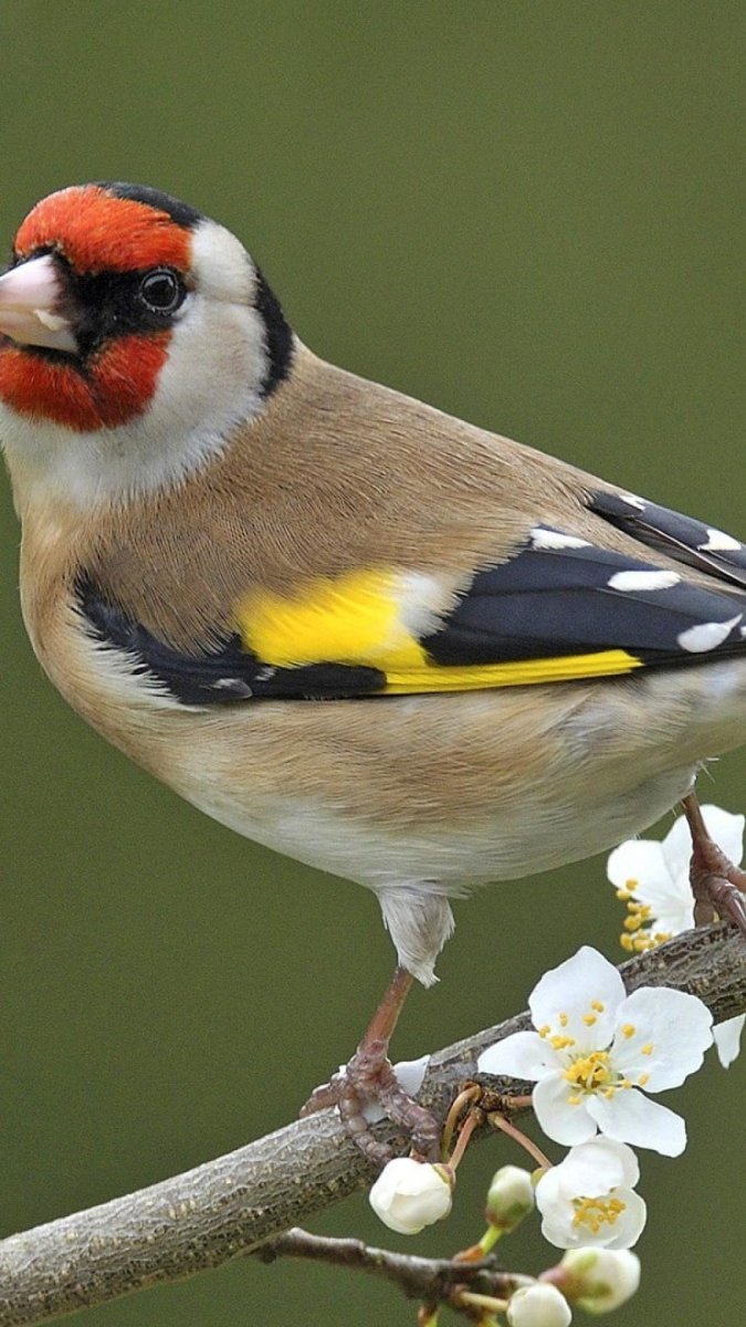 Отряд воробьиных желтогрудка