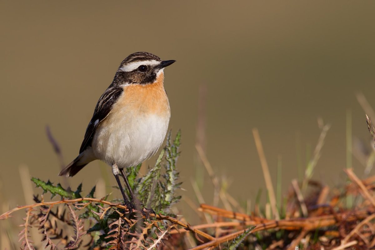 Птица с белой полоской на голове