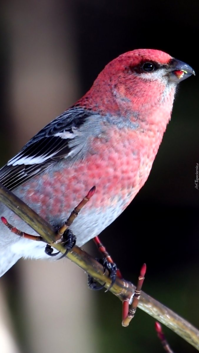 Птица с красной грудкой