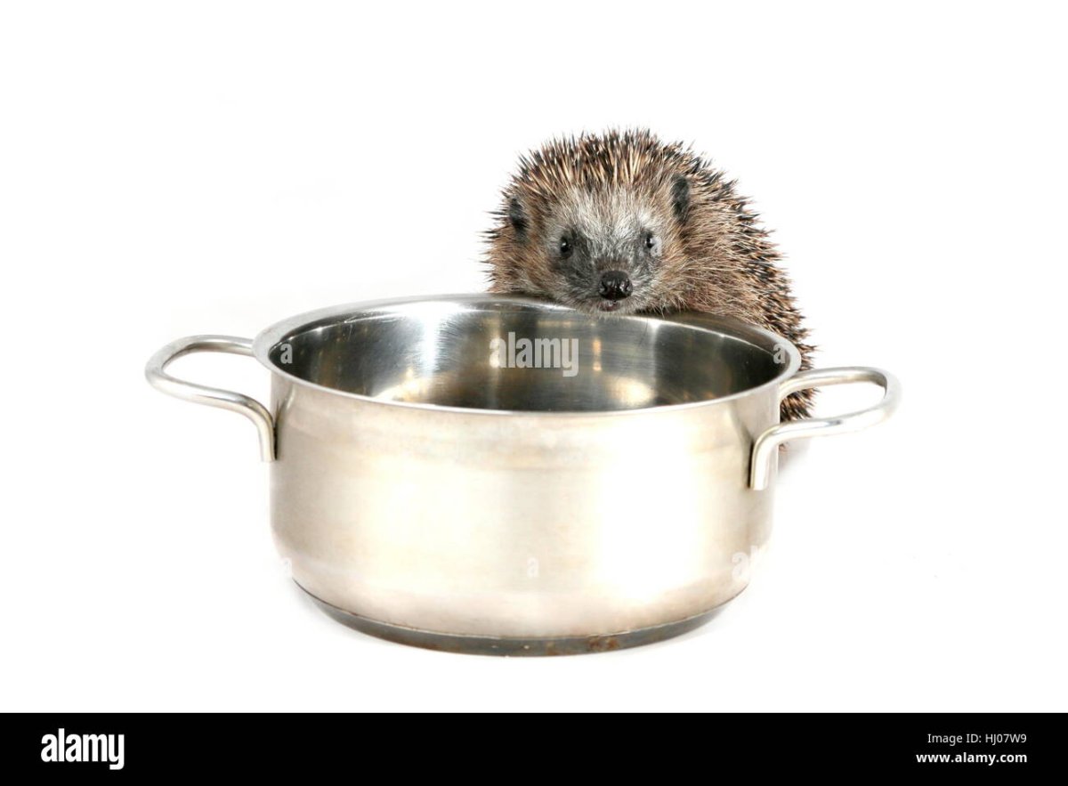 Ежик голодный иллюстрации