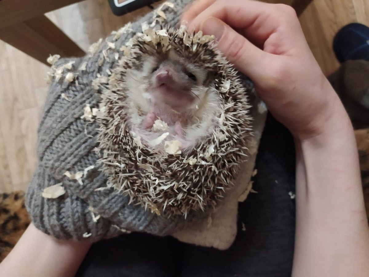 Купите ежа мадам