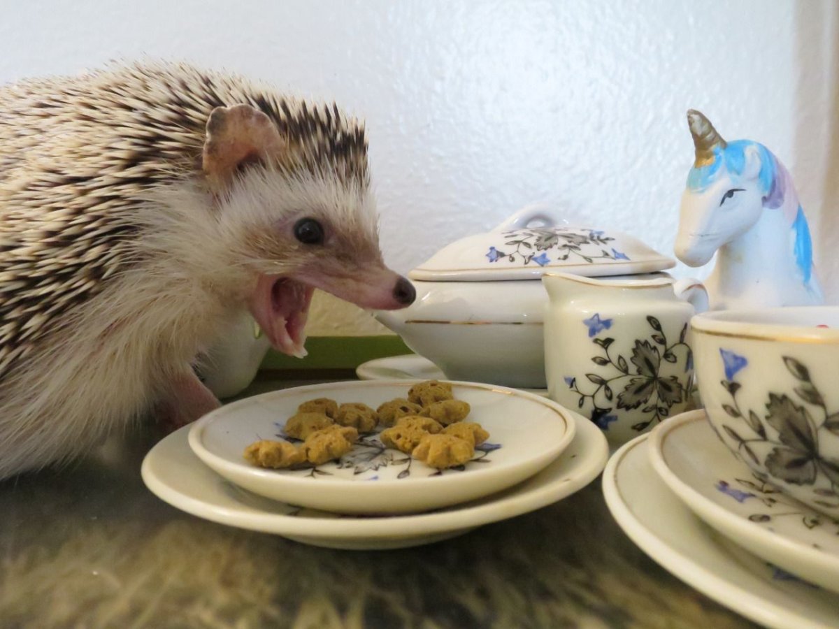 Ежик завтракает