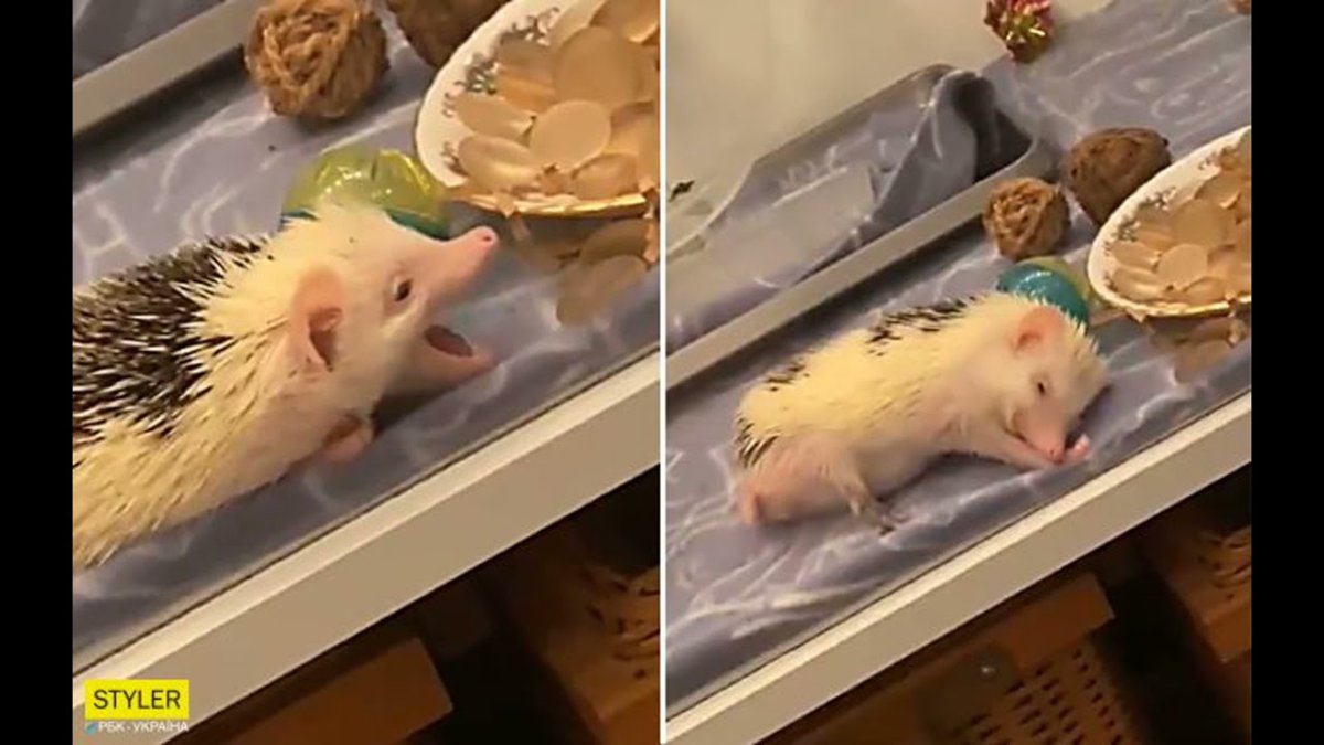 Голодный еж