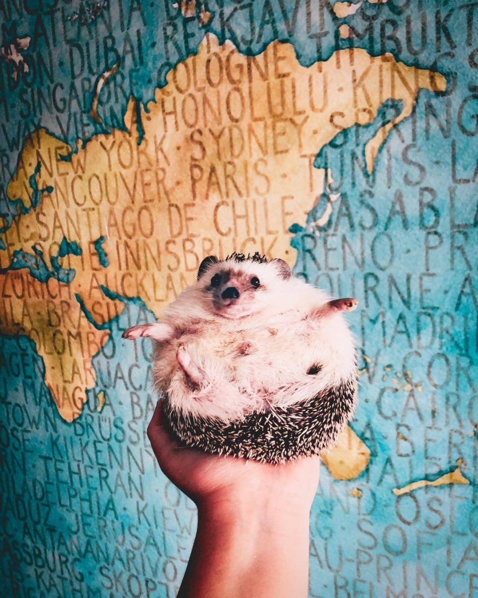 Еж путешественник