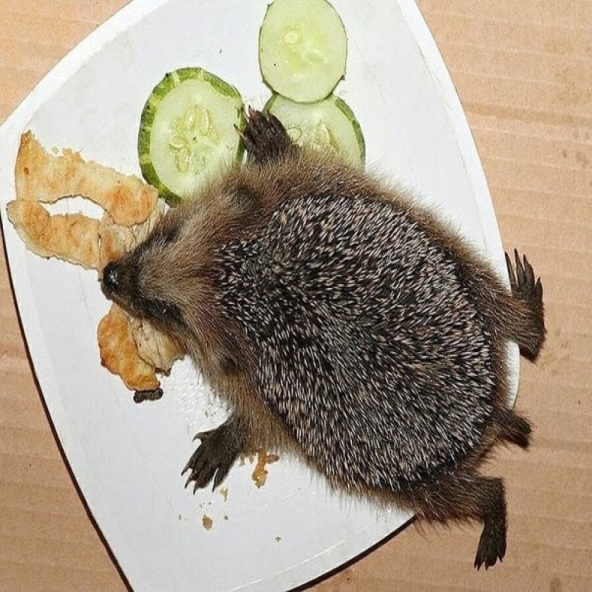 Рацион домашних ежей