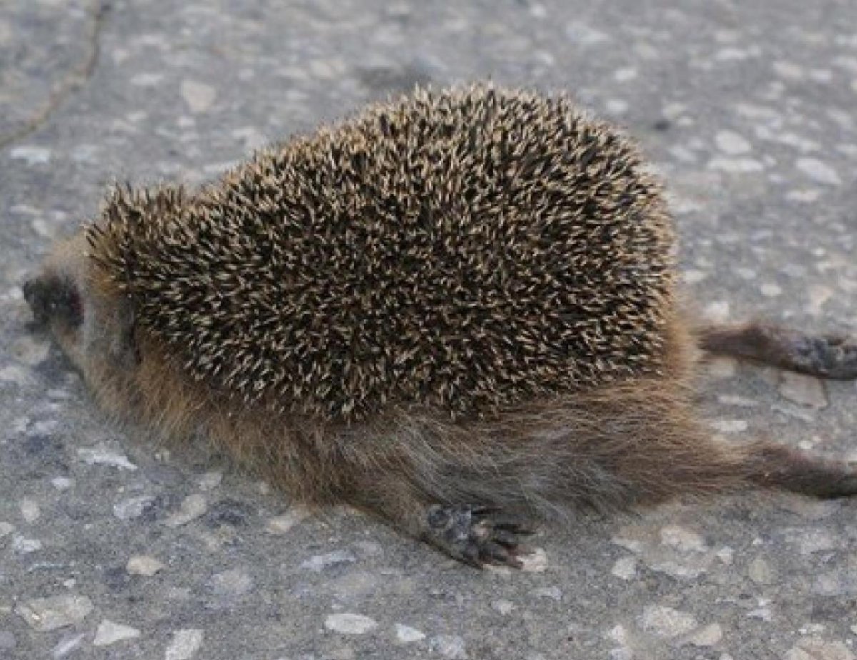 Пьяный Ежик