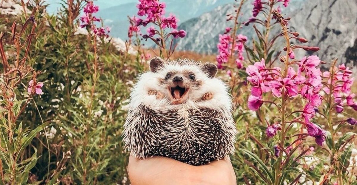 Радостный Ежик