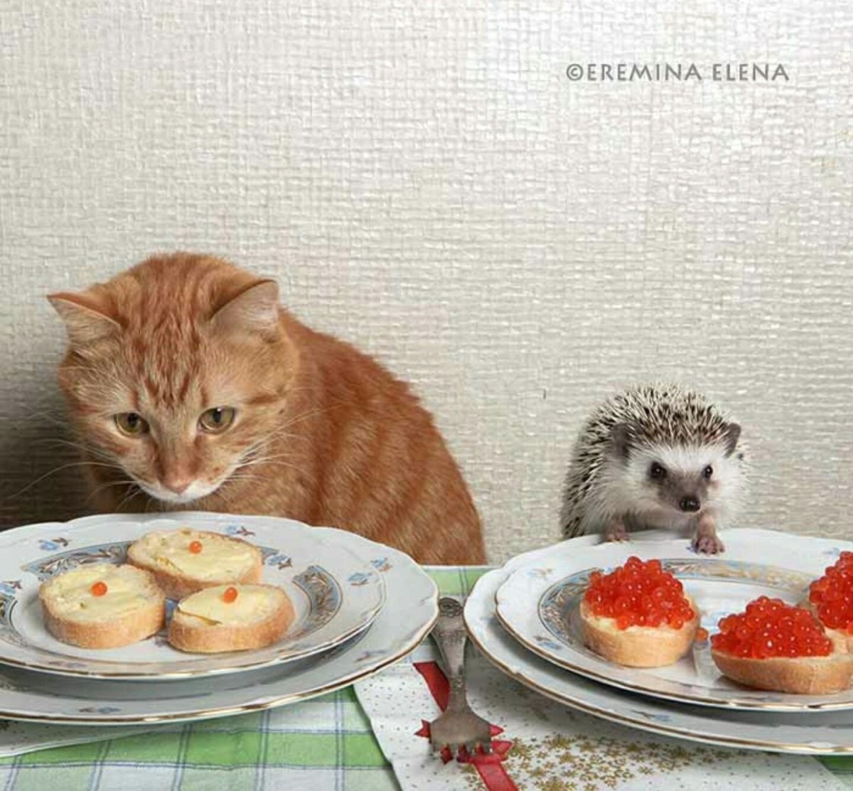 Рыжий кот с ежиком