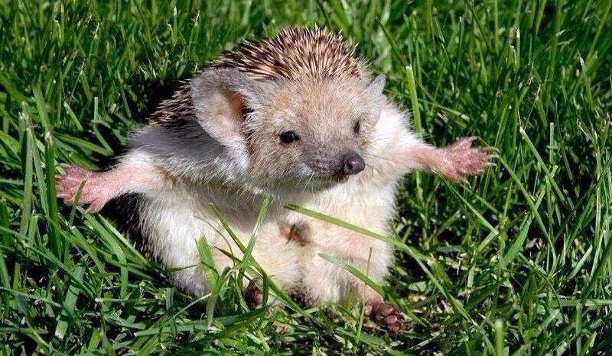 Ежик сильвупле