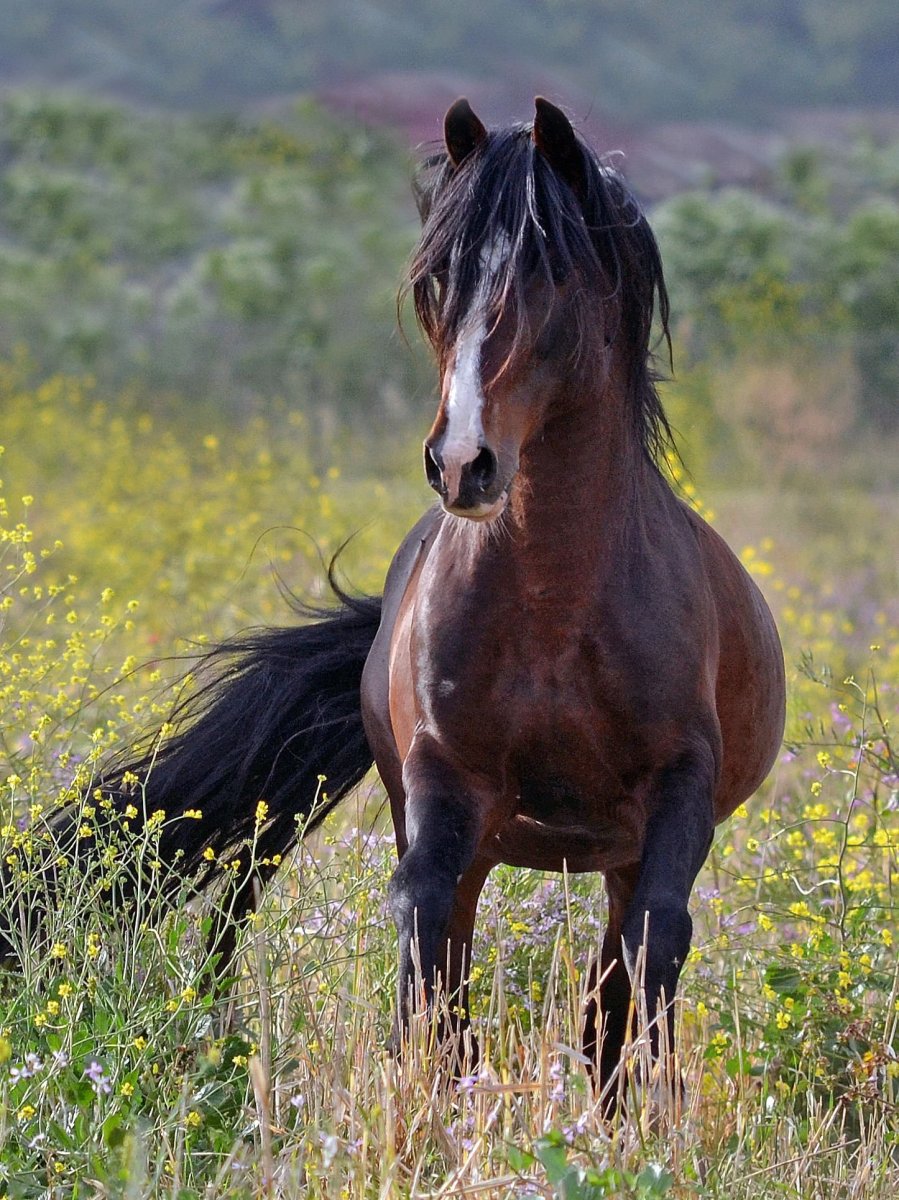 Лошадь гнедой Мустанг