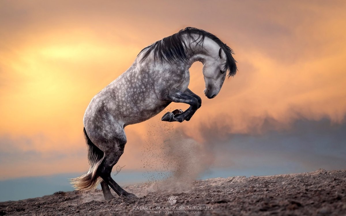 Картинки красивый сильный конь