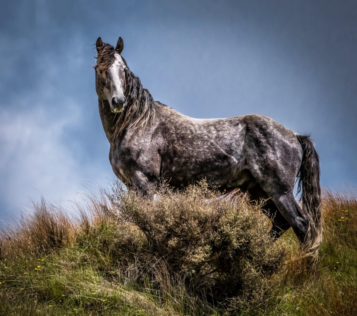 Крапчатый Мустанг
