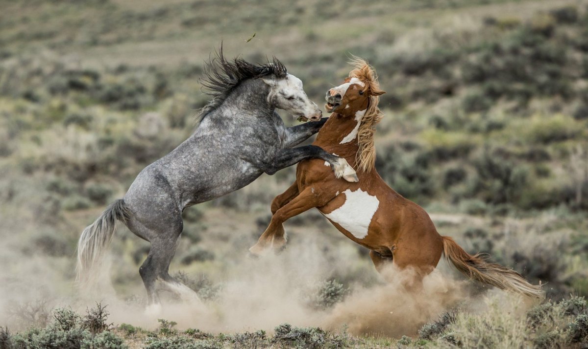 Дикие лошади дерутся