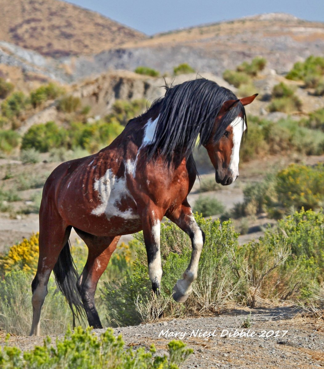 Кигер Мустанг Пегий
