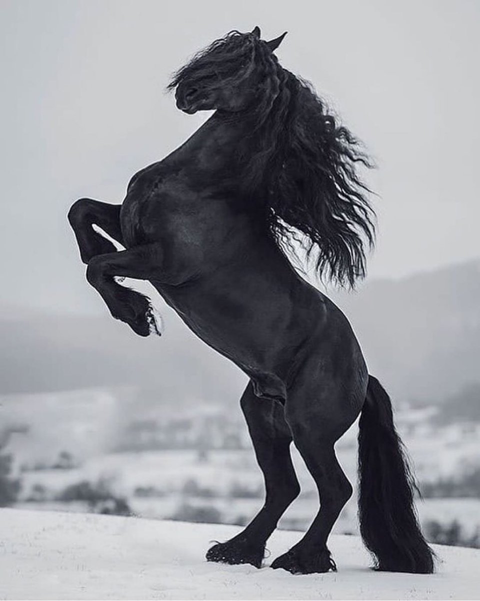 Фризская порода лошадей Вороная