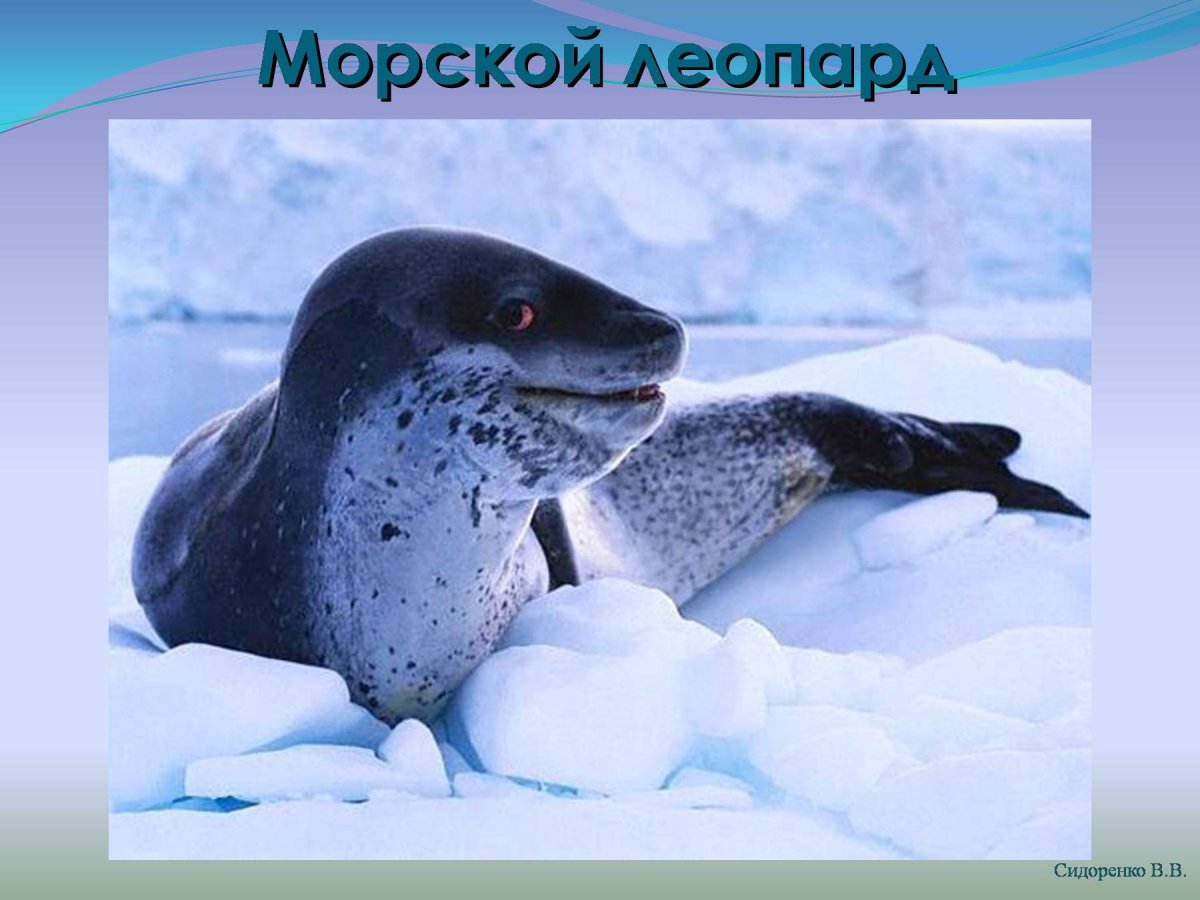Детский рисунок морского леопарда