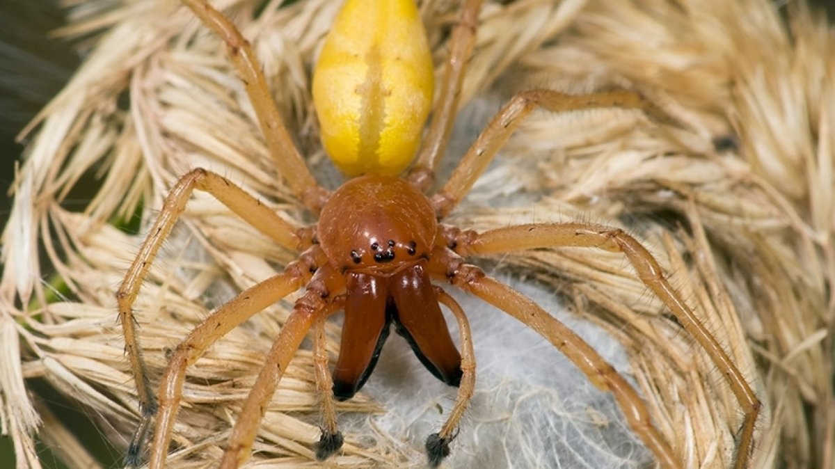 Желтый Сак паук в Башкирии
