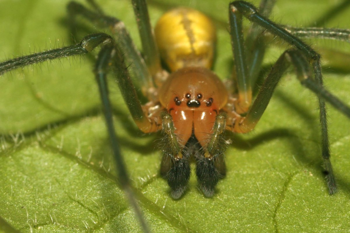 Паук Сак хейракантиум