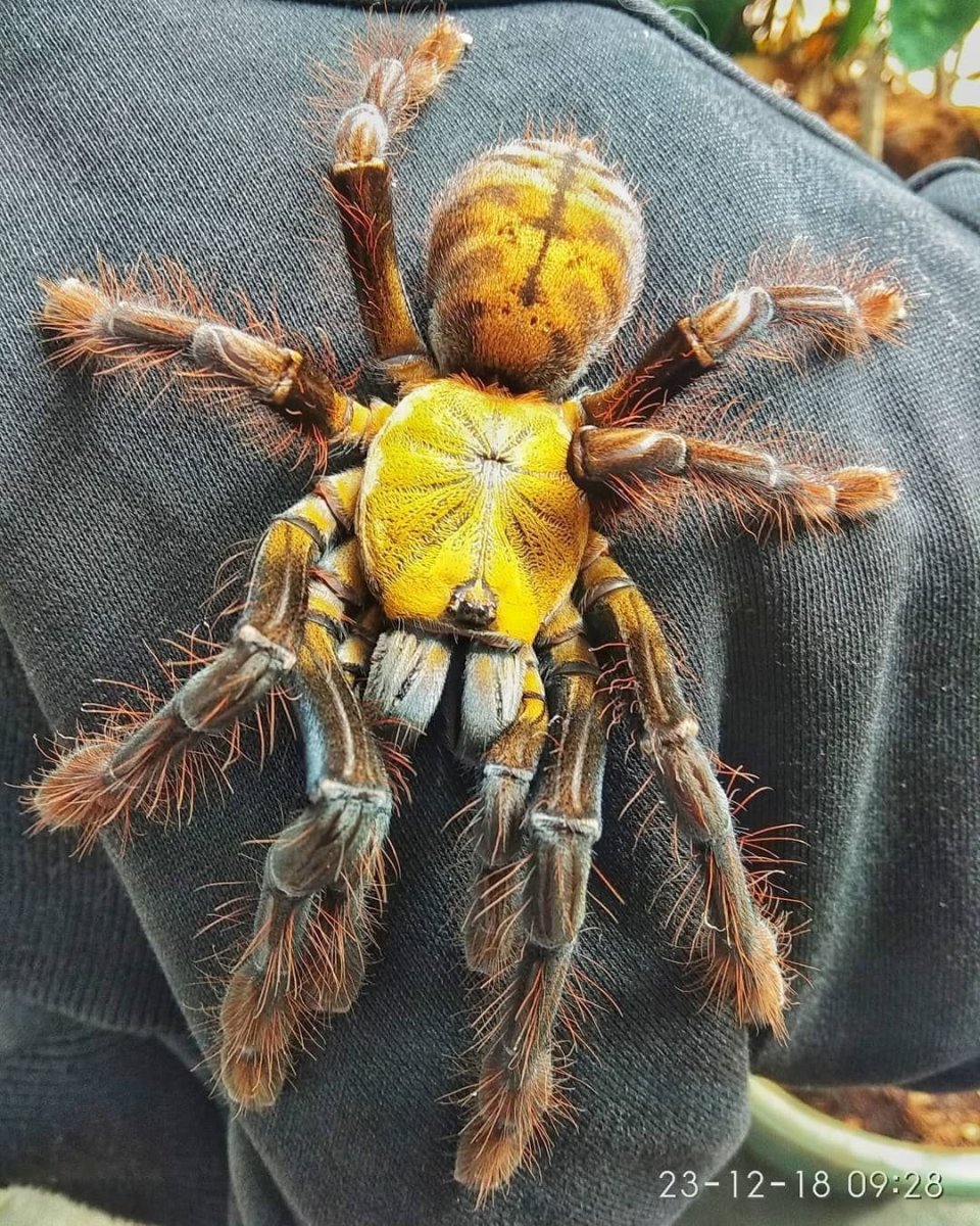 Большие желтые пауки