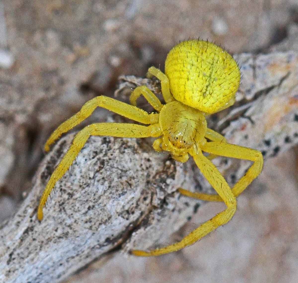 Арахнид желтый паук
