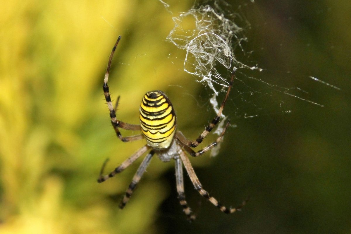 Агриопа чернополосая